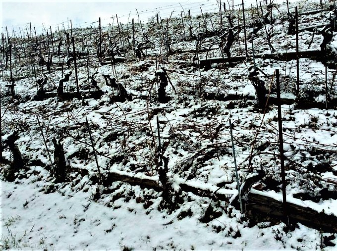 snow-vines-2
