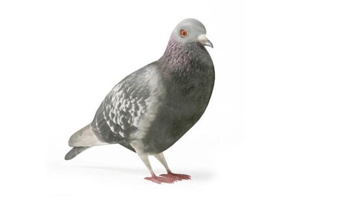 colombe-grise
