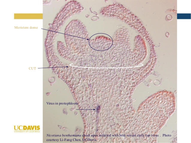 2019-oregon-wine-symposium-the-road-to-clean-nursery-stock-and-solutions-for-red-blotch-14-638