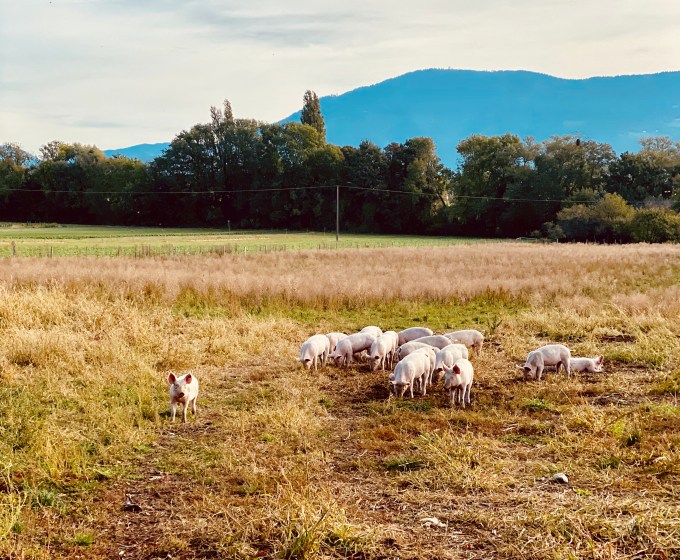 1D40FC2C-3E60-4C04-A739-49036F6AB4EC_1_201_a