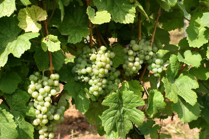 DFF07D6C-95E6-4C31-A5DA-ECE58B085590